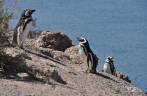 Pinguins de Magalhães sobem encosta na Península Valdés, no litoral da  patagônia argentina
